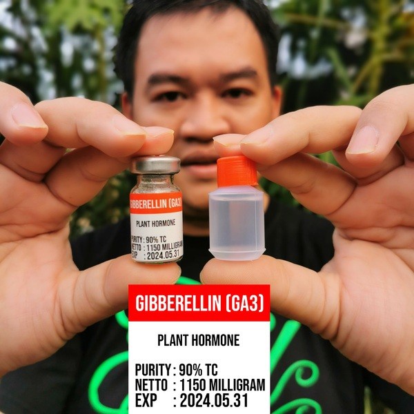 agodacollection87_mall Hormon Giberelin GA3 Murni Serbuk Powder Botol Vial Steril Dan Pelarut