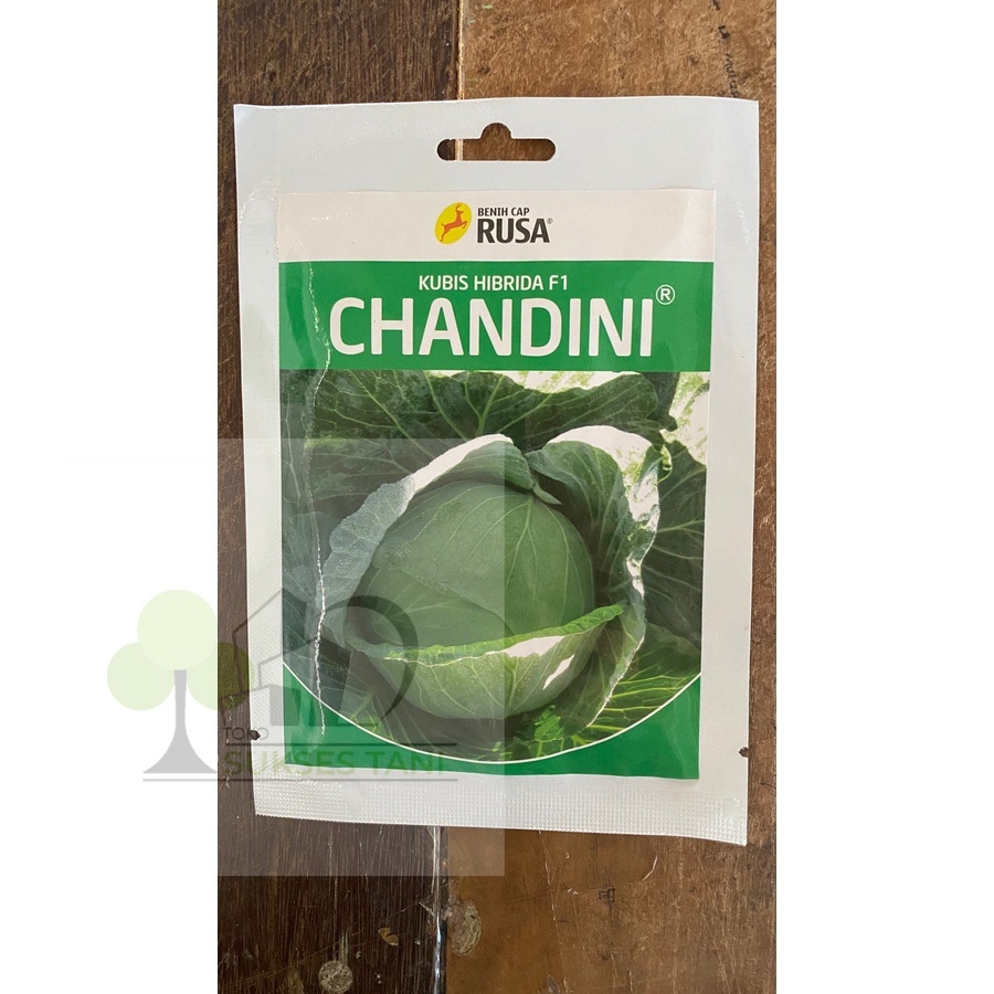 Benih Kubis CHANDINI Hibrida F1 dari RUSA