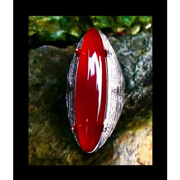 Red Obi bacan obi merah HQ size jumbo