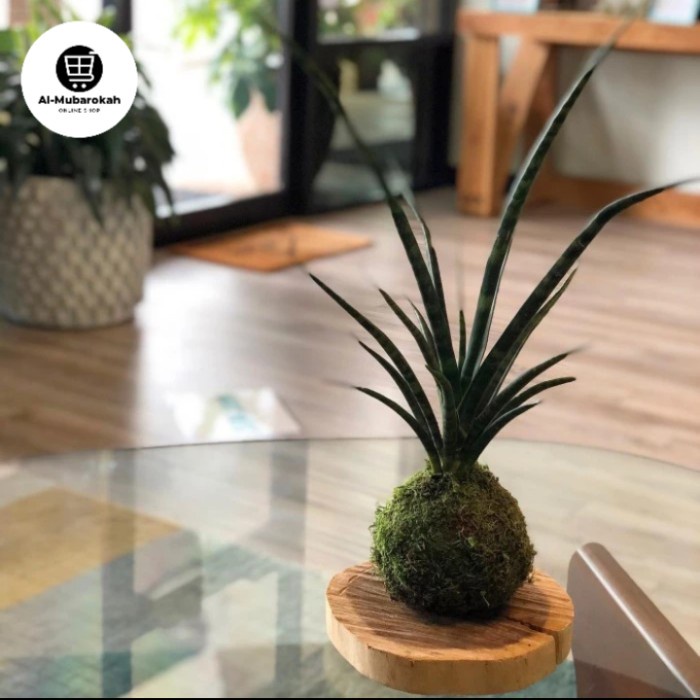 Mossball Sansiverra Mikado Fernwood