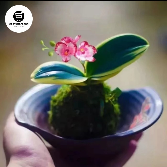 Mossball Tanaman Hias Anggrek Bulan Mini Var Varigata Phalaenopsis
