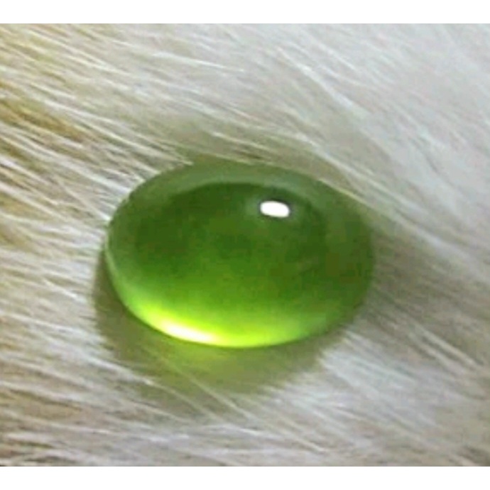 Sungai Dareh Pucuk Pisang Neon (IDOCRASE)