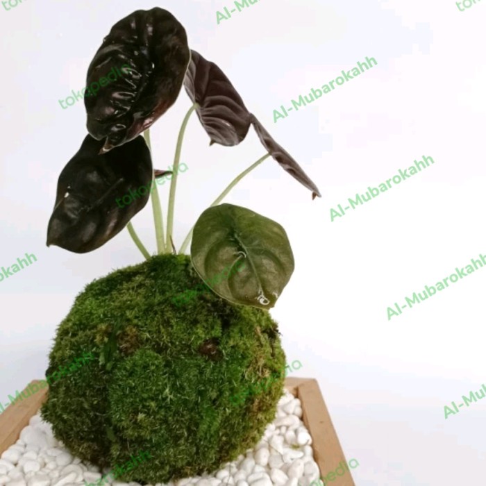 Mossball Tanaman Hias Alocasia Cuprea Red Secreat