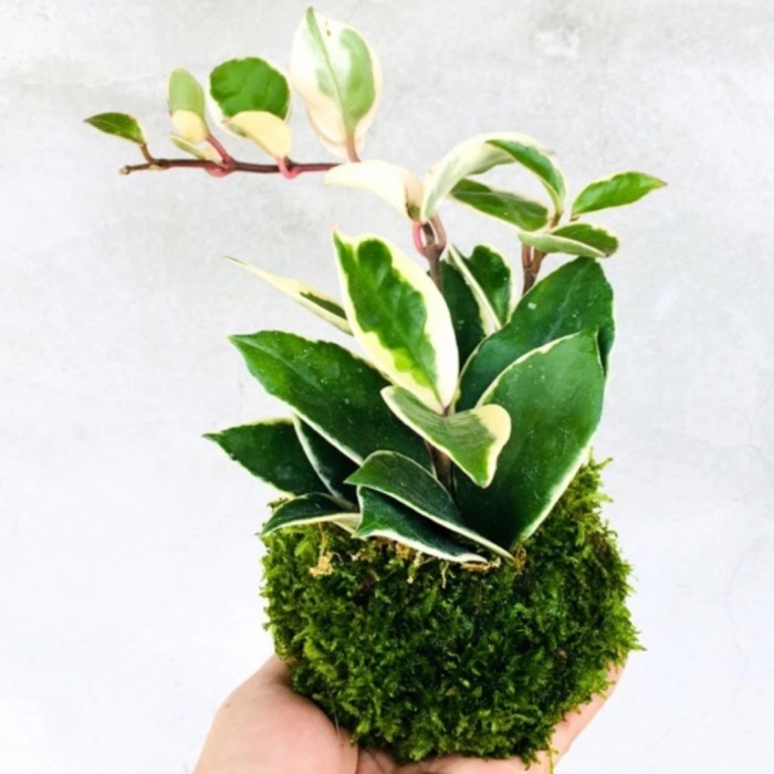 Mossball Hoya Pink  Carnosa Varigata