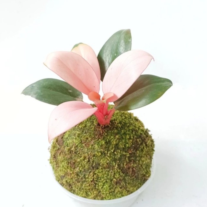 Mossball Philo Pink Philodendron Congo Pink Princess