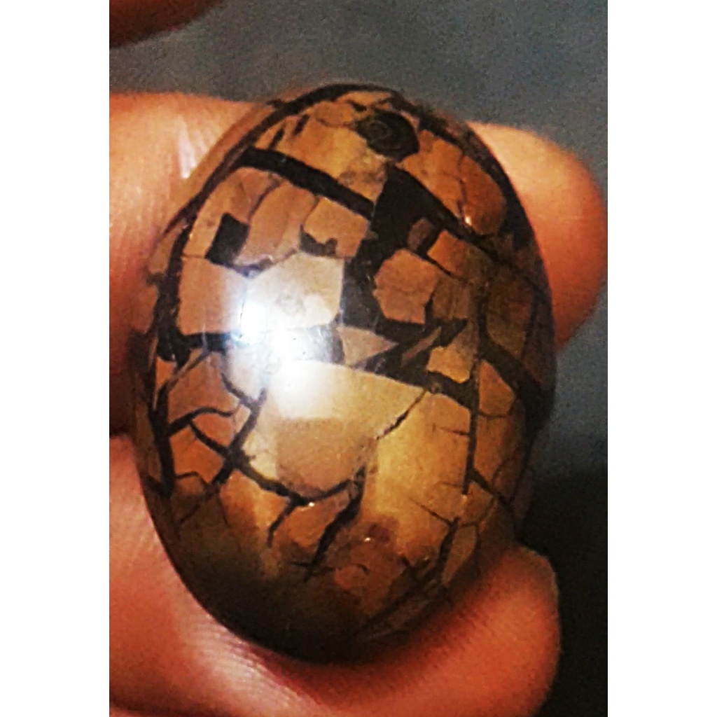 Natural Sisik Naga Enrekang size jumbo mumbul