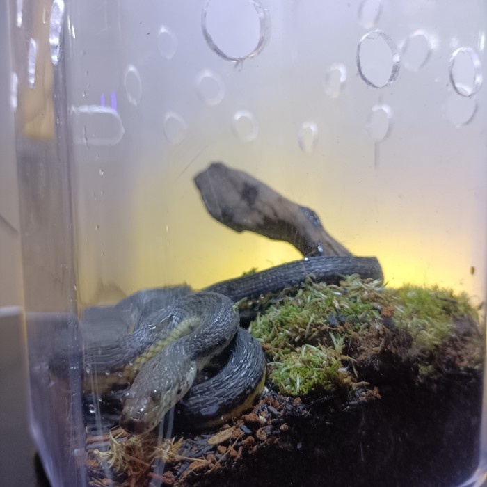 Terrapets - Terrarium Wadah Kandang Hewan Mini Tarantula Ular Kadal
