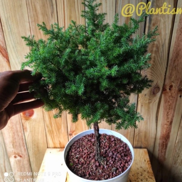 Topiary Bonsai Cemara Juniperus Communis + pot Cemara Embun