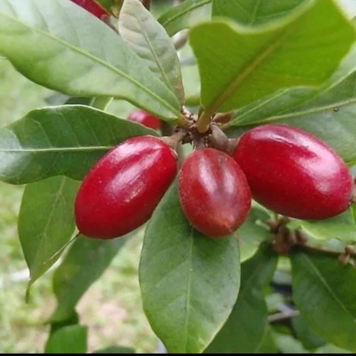 Tanaman Buah ajaib Miracle Fruit/Miracle Berry Obat Herbal