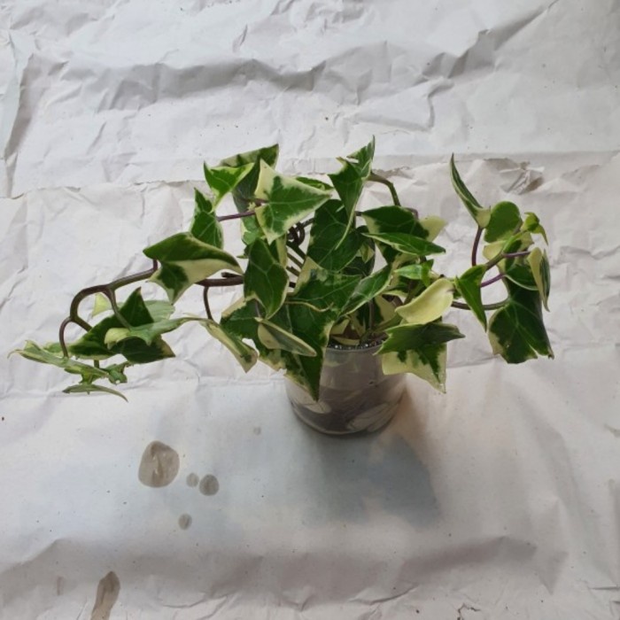 Aquaterra tanaman hias Hedera Helix Ivy Varigata