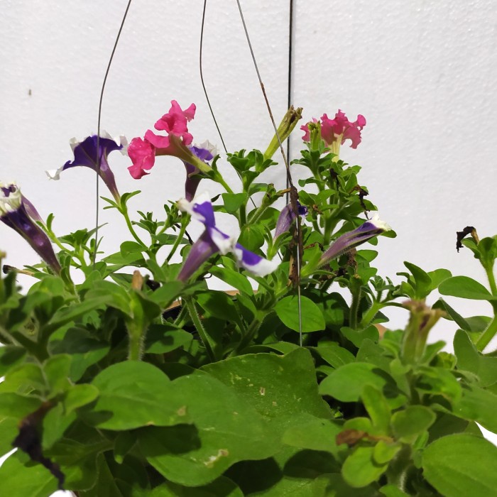 Tanaman Bunga Petunia Hybrida+Pot Gantung Siap Pajang