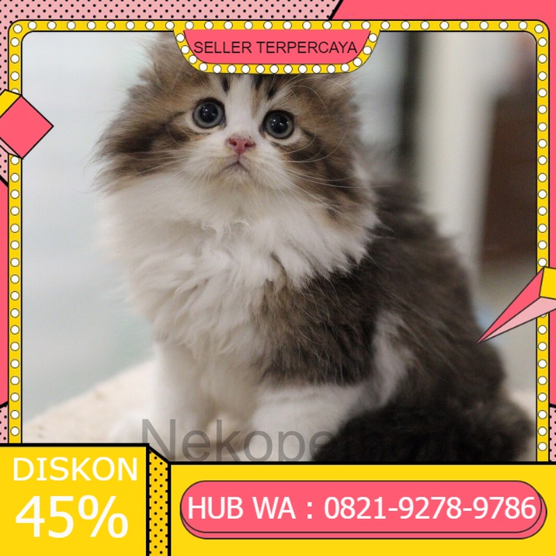 Kucing Kitten Persia mix British Longhair Golden Pedigree 2.5 Bulan, SHOPEE : NEKOPETHOUSE