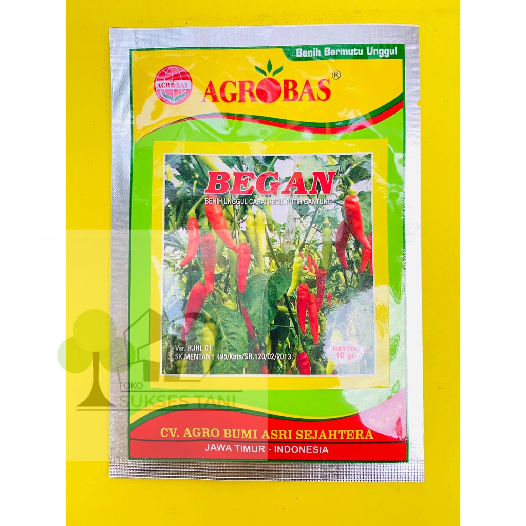 Benih unggul cabe kecil putih gantung BEGAN dari AGROBAS. isi 10gram