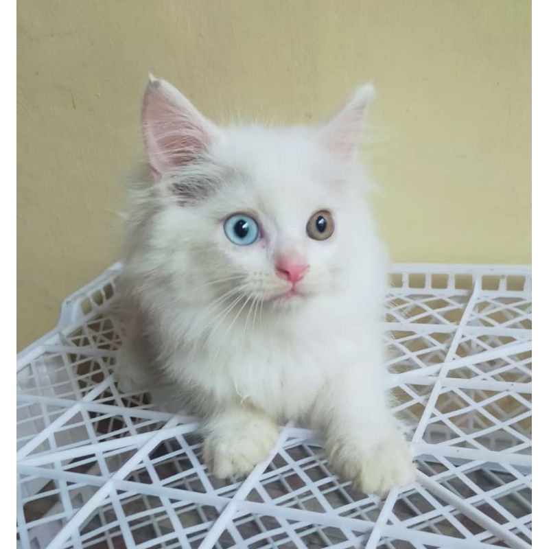 kucing persia maincone white solid odd eye