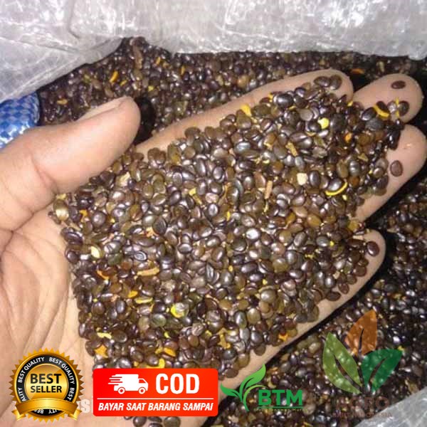 Benih Biji Pohon Akasia Mangium Siap Semai 100gram - Benih Akasia Mangium