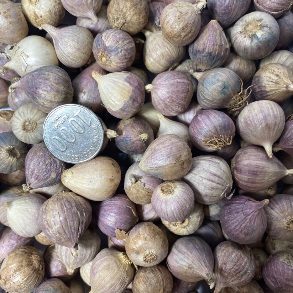 

RB Bawang Putih Tunggal Fresh 250 gram / Lanang 250gr / Bawang Tunggal Kecil Sedang Besar Jumbo