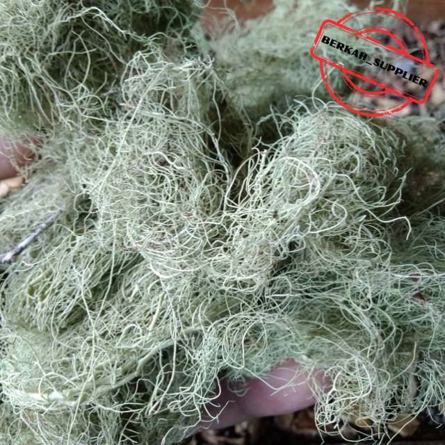 

Herbal Kayu Angin 500gr