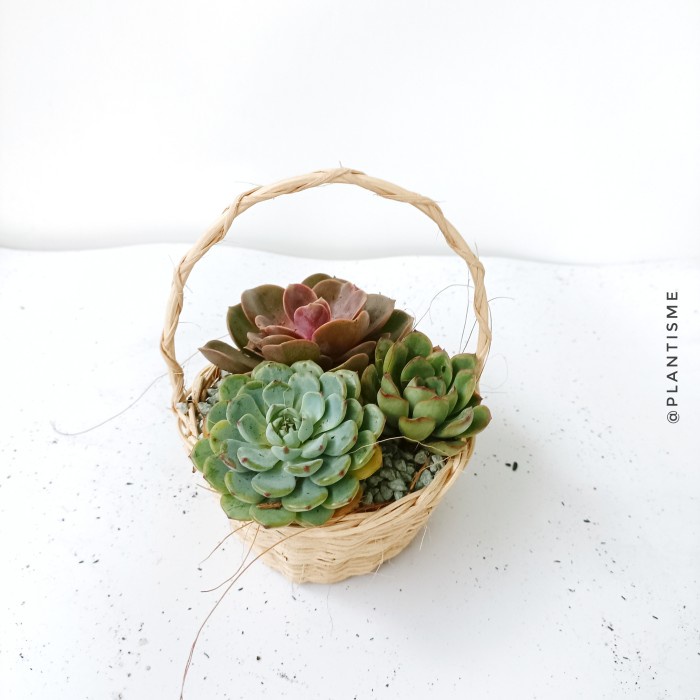 

Bouquet - Succulent Basket Kado Hadiah Tanaman Sukulen Hiasan Meja