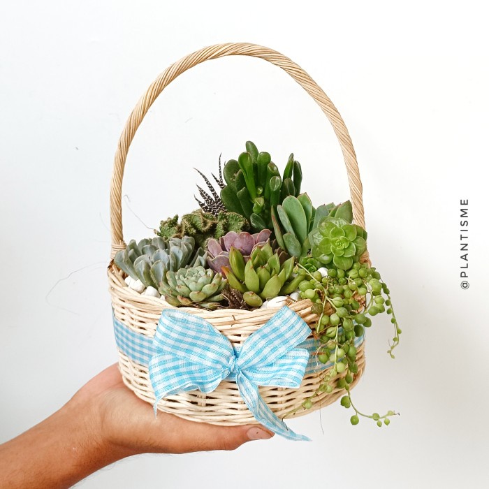 

Basket Planter Keranjang Set Gift Hampers Pajangan Sukulen Ecological