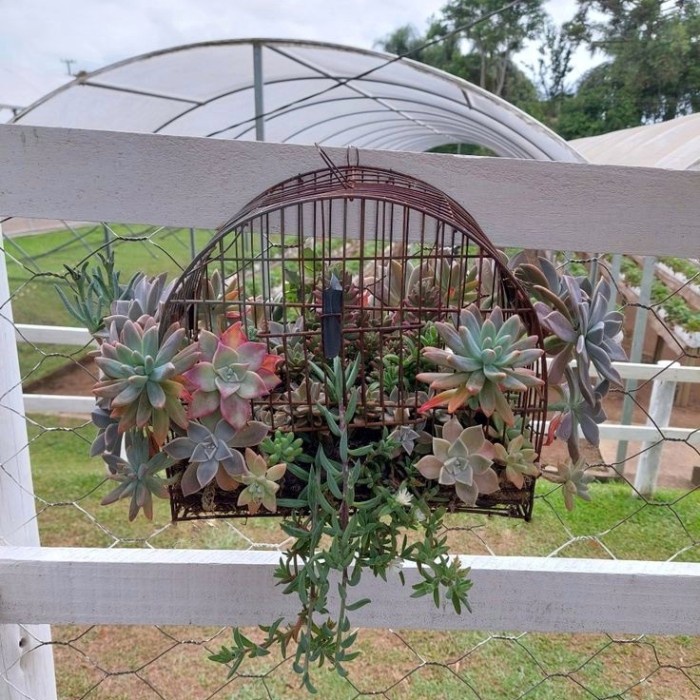 

Gaiola Succulent Birdcage Planter Sukulen Hiasan Dinding Tanaman Hias