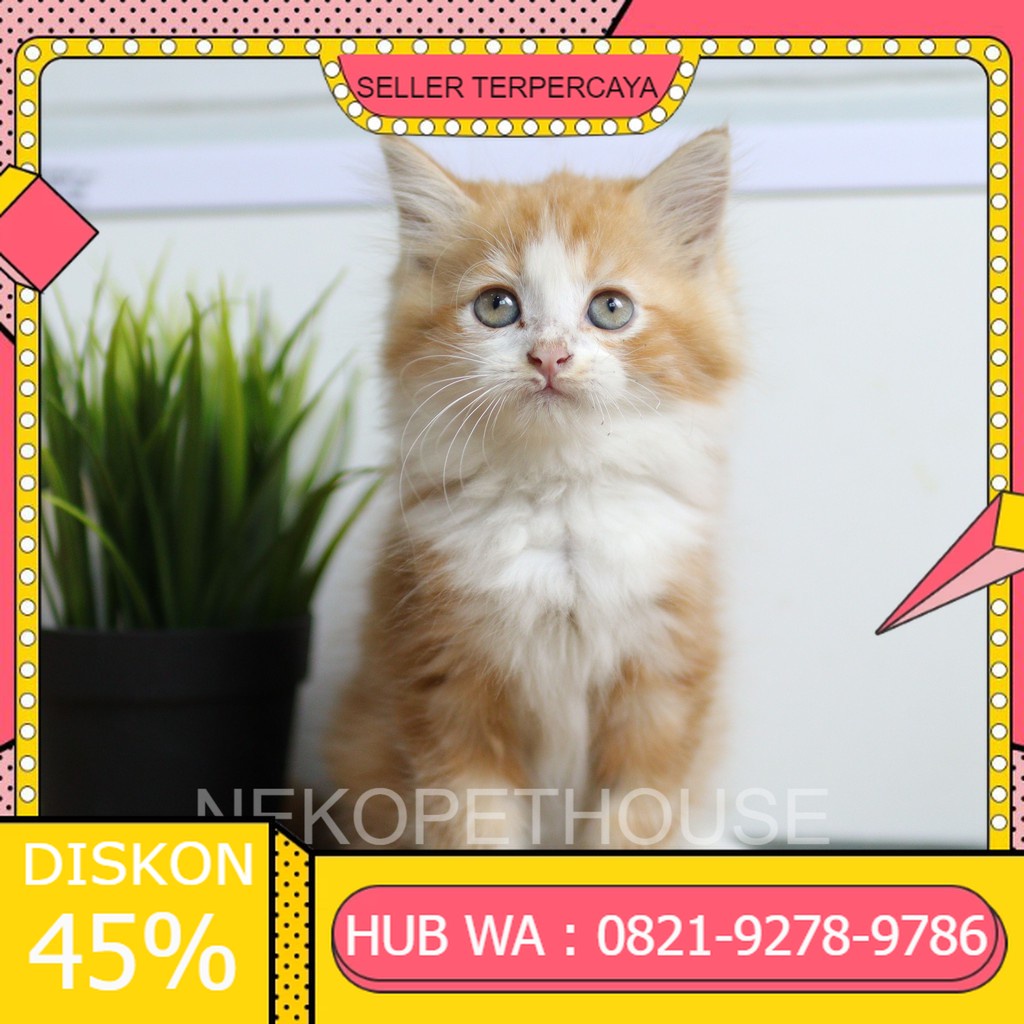 Kucing Kitten Persia Hitam Solid 2,5 bulan
