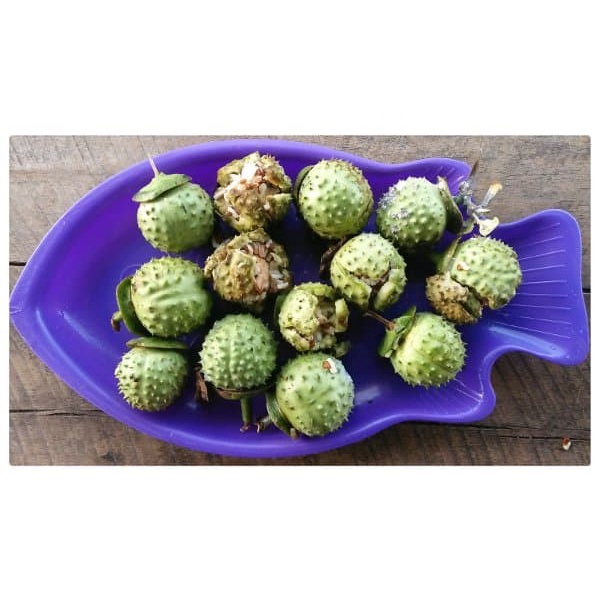 NEW Buah kecubung wulung segar Murah