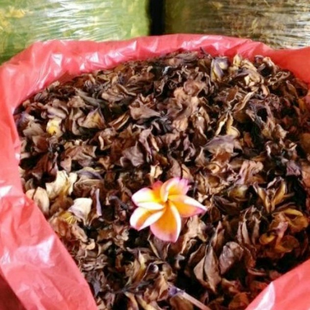 NEW Bunga kamboja kering 1kg