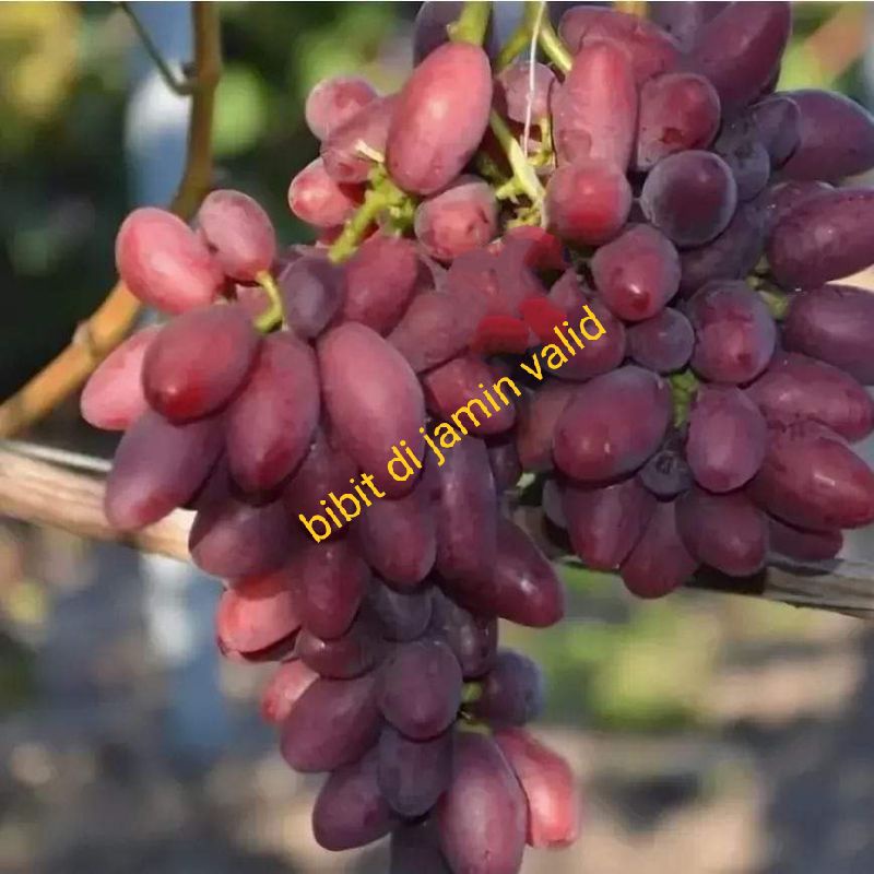 bibit anggur impor taldun batang super besar Valid