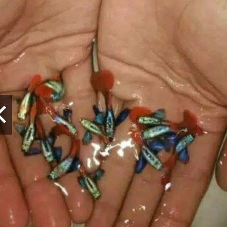 Ikan Guppy Platinum Red Tail Dumbo Ear(PRTDE)