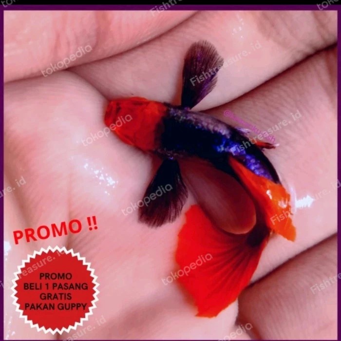 ikan Guppy PRTDE koi / platinum red tail Dumbo ear koi Grade A - betina