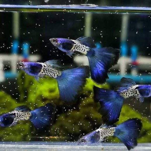 Ikan Hias Guppy Metal SnakeSkin Blue Tail - betina