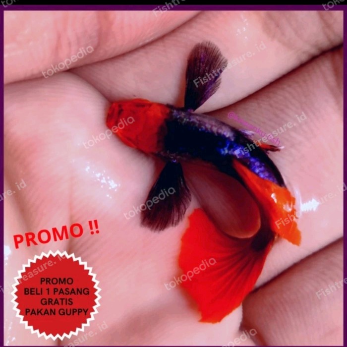 Ikan Guppy PRTDE KOI / Platinum Red Tail Dumbo Ear Koi Grade A Murah - Betina