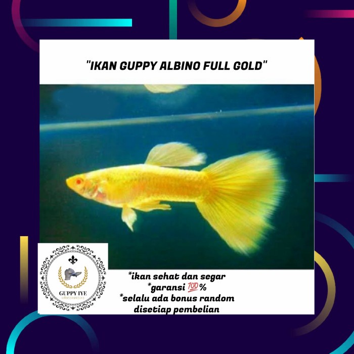 ikan guppy albino full gold sepasang hiasan aquarium - betina