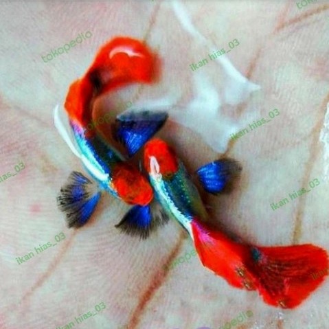 GUPPY PRTDE KOI/IKAN HIAS AKUASQAPE/JANTAN/PASANG - betina