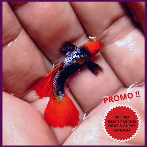 ikan guppy platinum red tail dumbo ear koi - betina