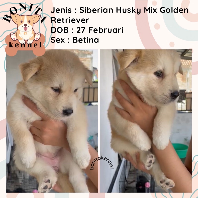 Husky Mix Golden Retriever Anak Anjing Husky Mix Golden Jantan Betina