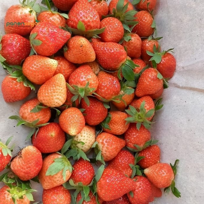 

Panen segar strawberry fresh 5kg - Mini