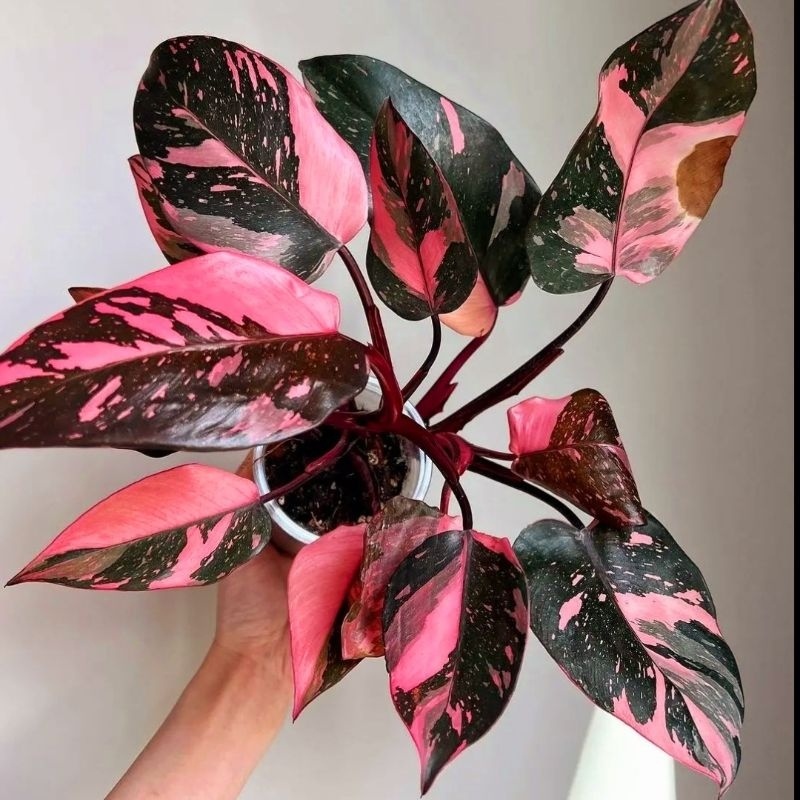 pink princess varigata