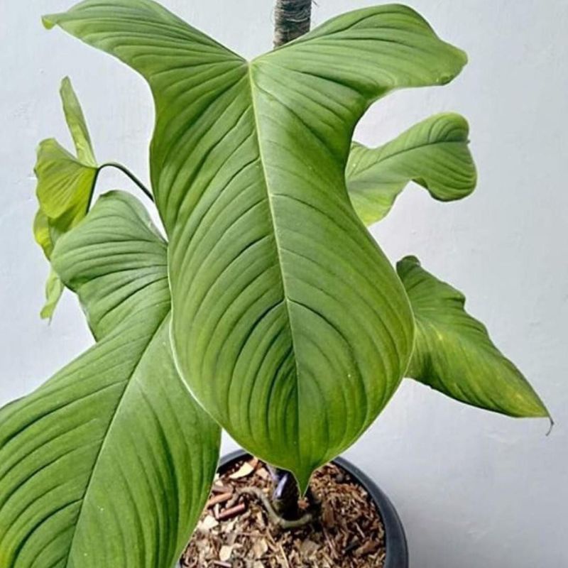 philodendron fibrae