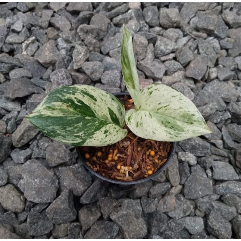 endemik scindapsus marble queen varigata