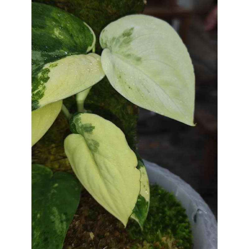 Scindapsus Mangurai Variegata