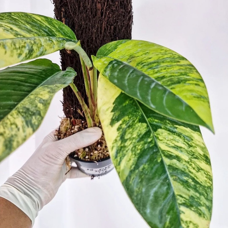 rhapidopora poraminivera varigata