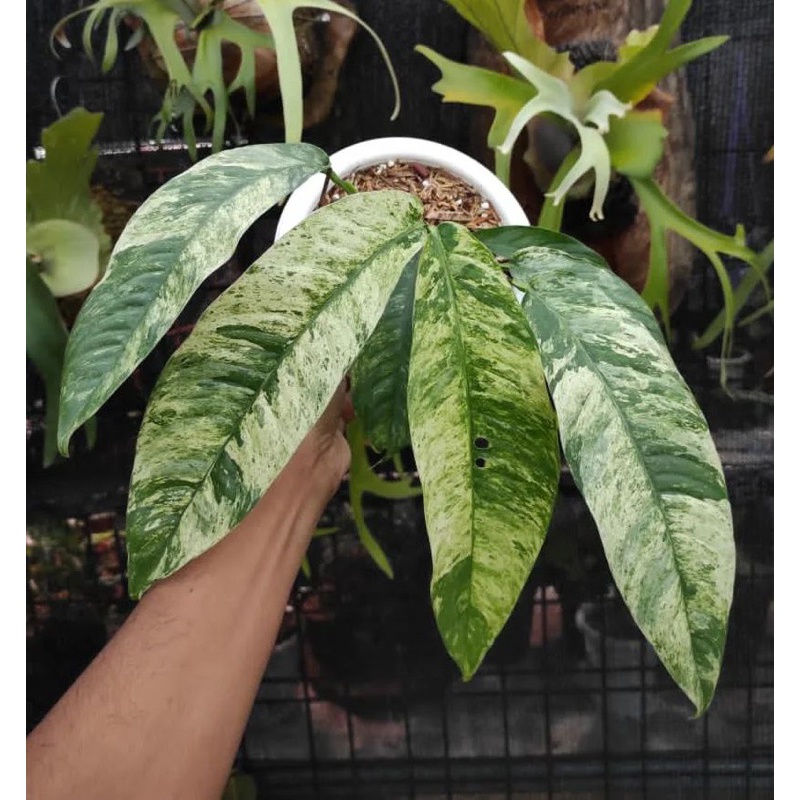 rhapidopora gorilan varigata tanaman hias