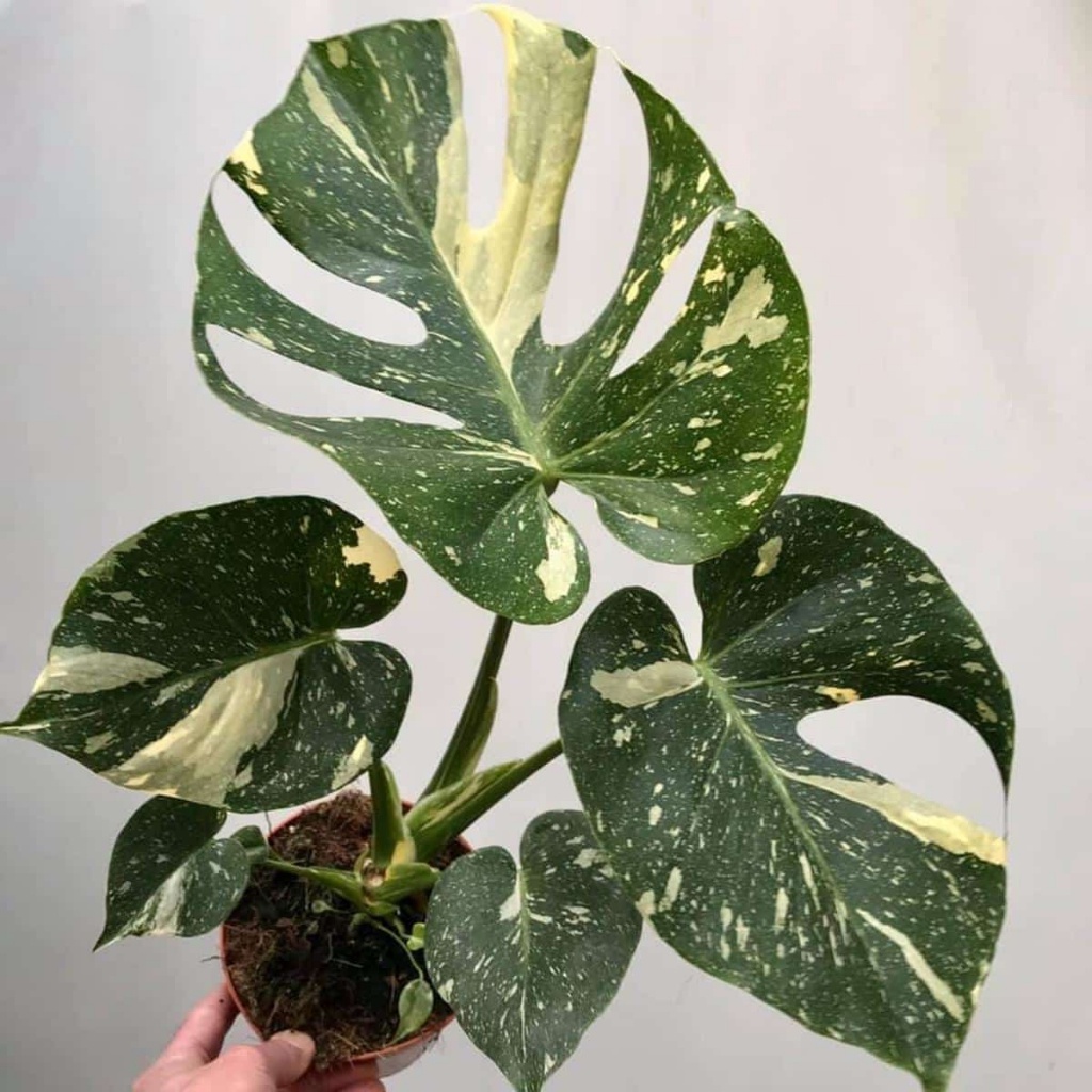 Monstera Thai Constellation