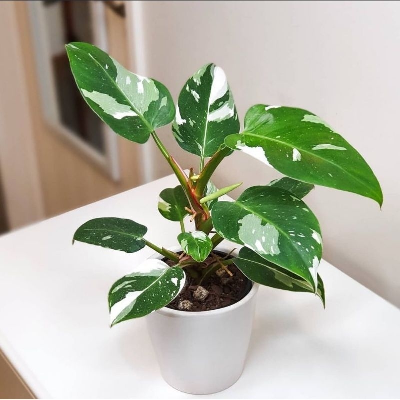 Philodendron White Princess