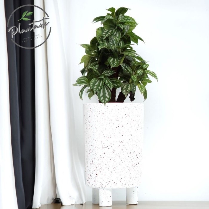 POT SALAMANDER 20 FOOTY PUTIH BINTIK | D20 T30 | POT GERABAH TERRACOTA