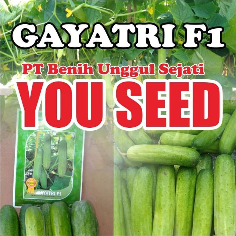 

Timun Hibrida Gayatri F1 kemasan 20gr You Seed