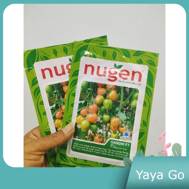 

Tomat Gandhi F1 Hibrida 5gr Original Pabrik Nugen