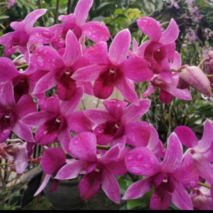 anggrek dendrobium bantimurung