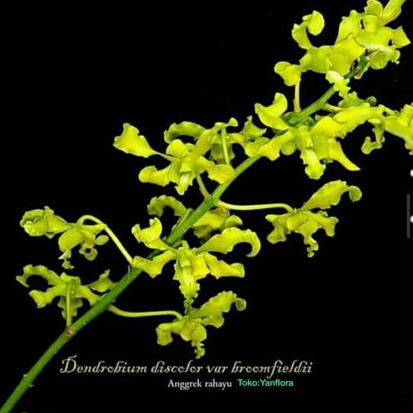 ANGGREK DENDROBIUM DISCOLOR VAR BROMFIELDII